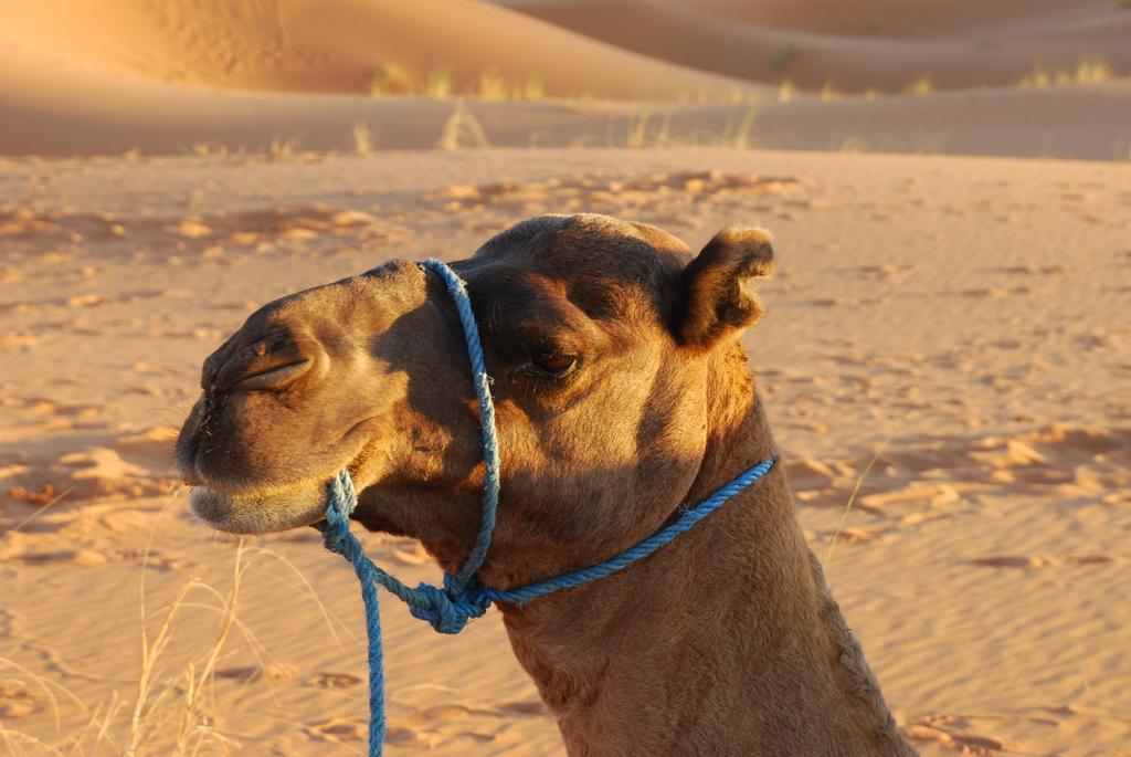 Auberge De Charme Les Dunes D´Or Merzouga Buitenkant foto